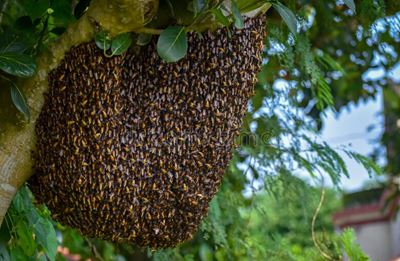 Récupération des essaims d’abeilles
